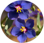 Lithospermum Erythrorhizon