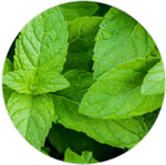 Menta