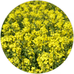 Aceite de Colza